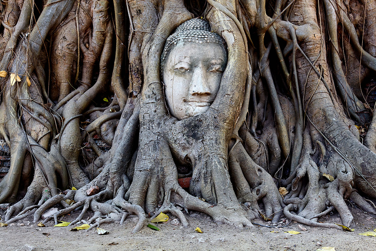 Buddha’s head, Aytthaya Buddha Aytthaya Thailand