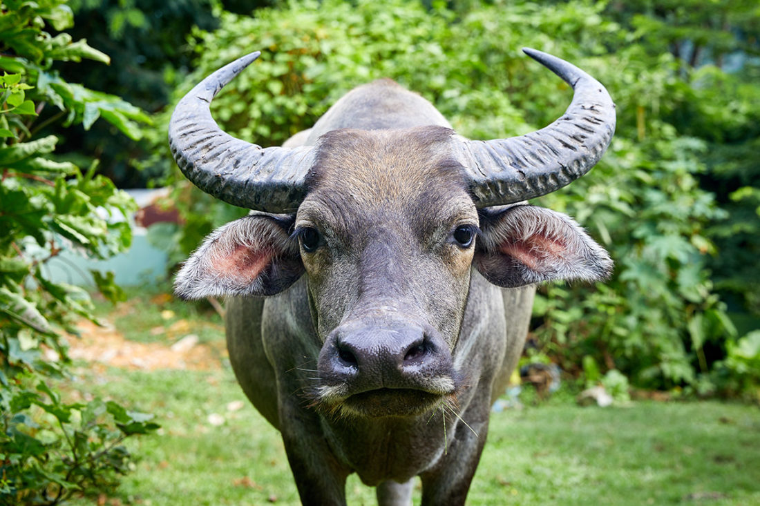 Puis O wetlands water buffalo (bubalus bubalis)