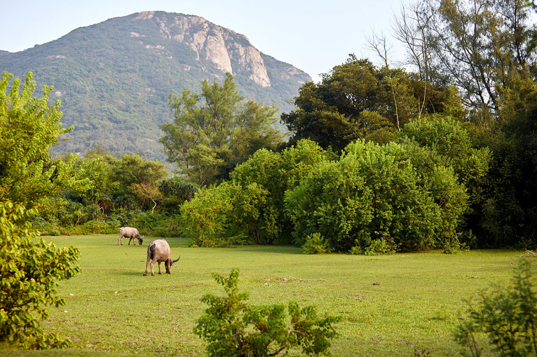 Puis O wetlands Pui O wetlands hong kong