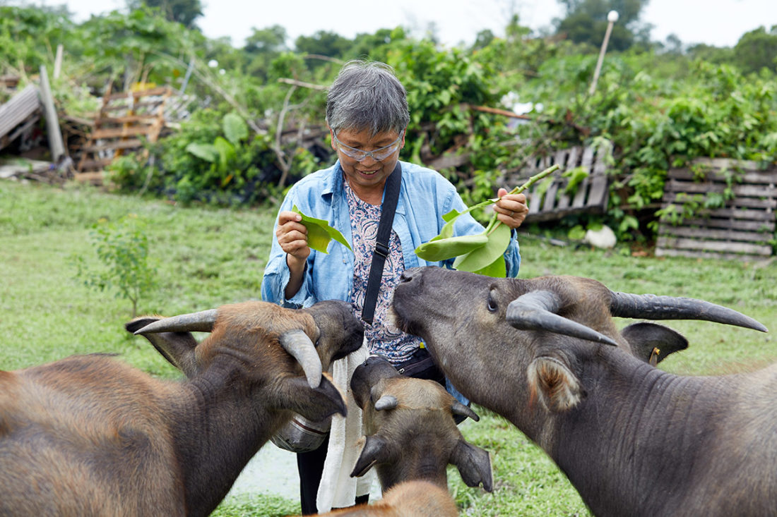 Puis O wetlands Jean Leung Siu-wah with water buffalo