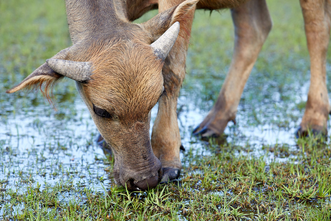 female water buffalo calf young water buffalo (bubalus bubalis)
