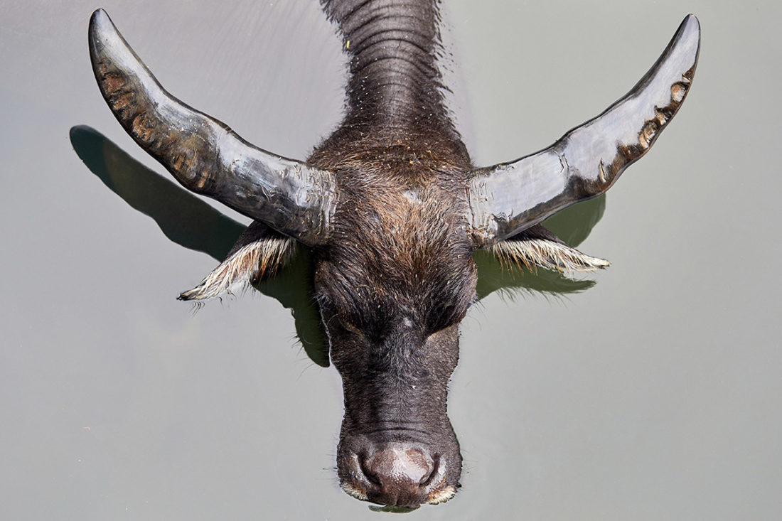Puis O wetlands water buffalo (bubalus bubalis)