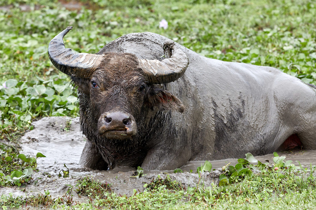 Puis O wetlands water buffalo (bubalus bubalis)