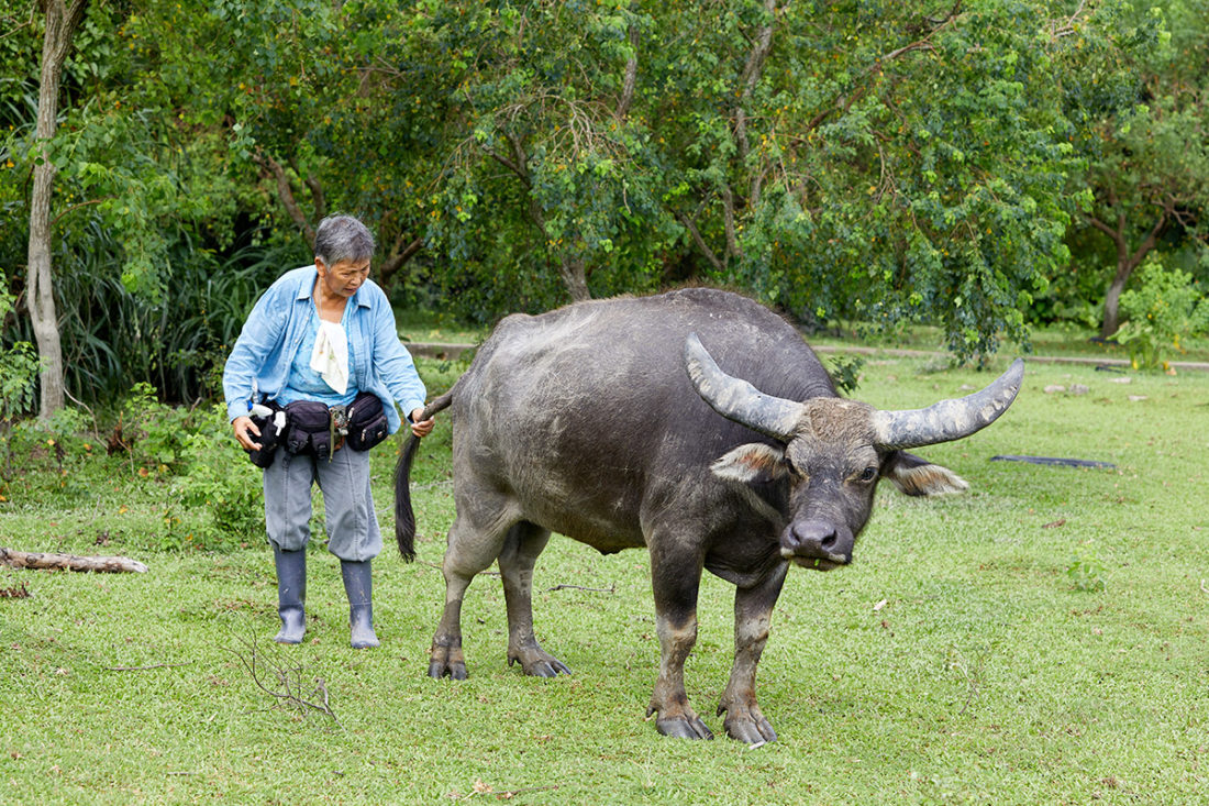 Puis O wetlands Jean Leung Siu-wah with Ngau Ngau