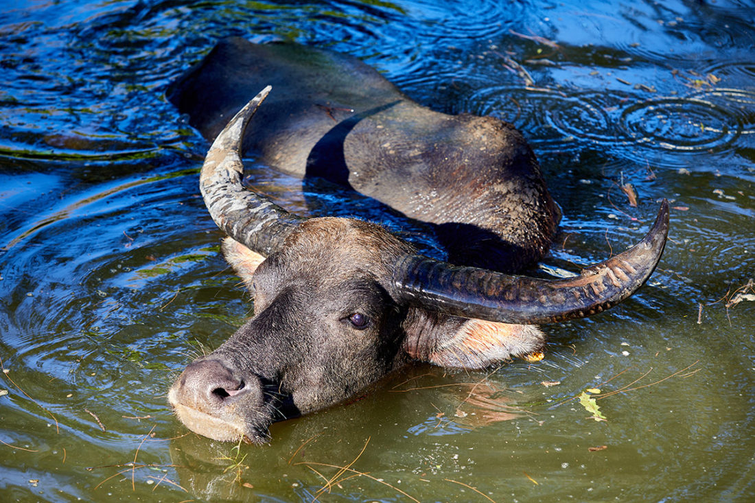 Puis O wetlands water buffalo (bubalus bubalis)