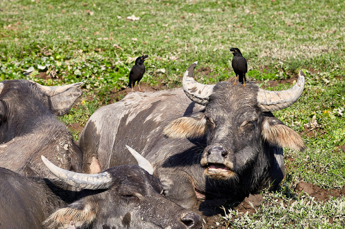 Puis O wetlands water buffalo and crested myna birds
