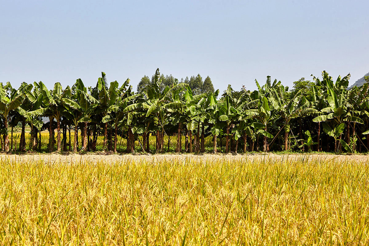 Field of ripening rice with banana trees rice paddy and banana trees